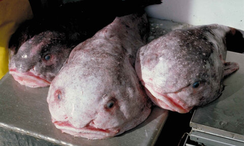 Blob fishes, out of their element