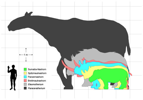 Rhino sizes evolution chart
